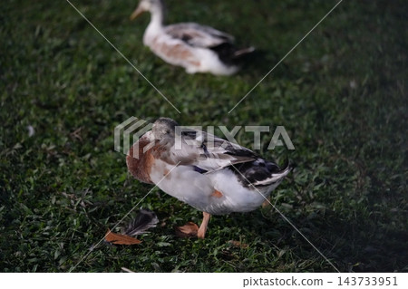 Sleeping Duck on Green Grass Outdoor Bird Photography 143733951