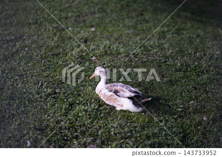 Resting Duck on Green Grass Outdoor Scene Resting Duck on Green Grass Outdoor Scene 143733952