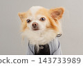 Chihuahua dog in overalls on a gray background. Portrait of a white and red Chihuahua dog. 143733989