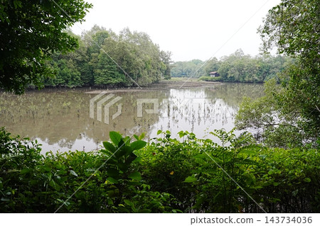 Mangrove Forest Serenity Quiet Waters and Lush Greenery 143734036