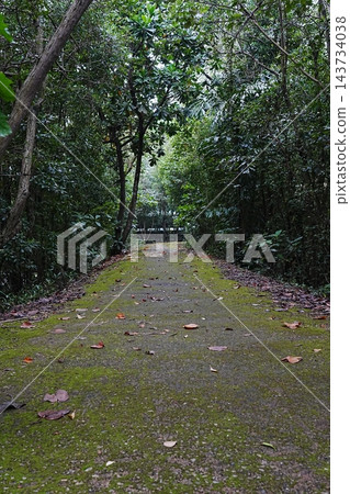 Path Through Green Trees and Mossy Concrete Surface 143734038