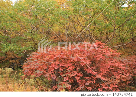 中阿爾卑斯山脈駒岳的秋景。 中阿爾卑斯山脈駒岳的秋景。 143734741