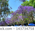 Jacaranda trees in the heart of Mexico City Jacaranda trees in the heart of Mexico City 143734758