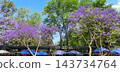 Jacaranda trees in the heart of Mexico City 143734764
