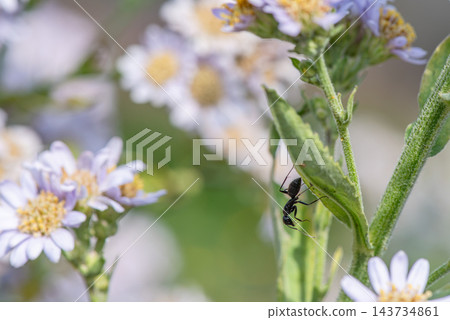 工蟻在樹葉陰涼處活動。 工蟻在樹葉陰涼處活動。 143734861