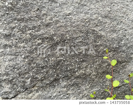 生長在岩石之間的植物 143735058