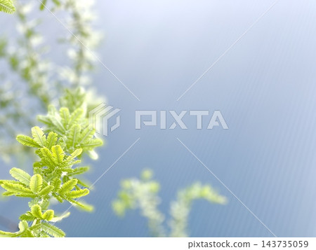綠 綠 143735059
