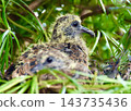 一隻東方斑鳩幼鳥，離巢前一天。 143735436