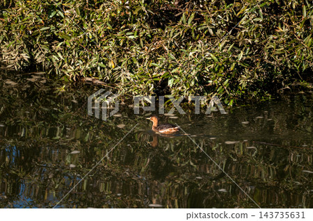 信濃川安樂木灘的鳳頭鼠海豚 信濃川安樂木灘的鳳頭鼠海豚 143735631