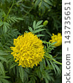 盛開的金盞花 143735651