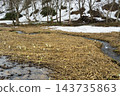 在積雪覆蓋的濕地裡，臭菘開始開花了。 143735863