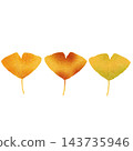 Color illustration of a ginkgo leaf [Transparent background] 143735946