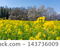 玉蘭花盛開，油菜花也盛開 143736009
