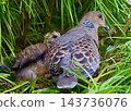 一群東方斑鳩。這是它們在巢穴裡的最後一餐。 143736076