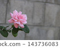 Pink roses blooming in the garden on an autumn day 143736083