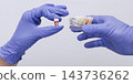 Dental anatomy demonstration with a removable molar showing internal root structures in blue gloved hands 143736262