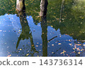 Trees reflected on the surface of the water 143736314