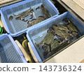 Swimming crabs in a fish tank 143736324