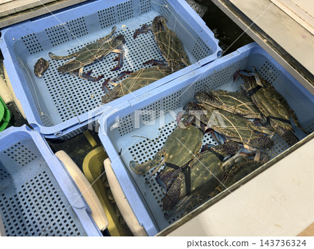 魚缸裡的游泳螃蟹 魚缸裡的游泳螃蟹 143736324