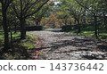 秋天的聖心中央公園，一個靠近車站的大型公園，樹葉變色之前。 143736442