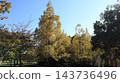 秋天的聖心中央公園，一個靠近車站的大型公園，樹葉變色之前。 143736496