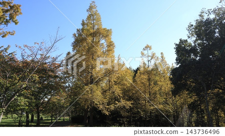 秋天的聖心中央公園,一個靠近車站的大型公園,樹葉變色之前。 秋天的聖心中央公園,一個靠近車站的大型公園,樹葉變色之前。 143736496