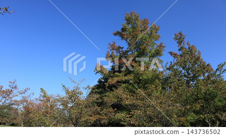 秋天的聖心中央公園,一個靠近車站的大型公園,樹葉變色之前。 秋天的聖心中央公園,一個靠近車站的大型公園,樹葉變色之前。 143736502