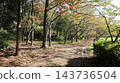 秋天的聖心中央公園，一個靠近車站的大型公園，樹葉變色之前。 143736504