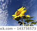 Sunflowers blooming towards the blue sky 143736573