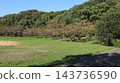 秋天的聖心中央公園，一個靠近車站的大型公園，樹葉變色之前。 143736590
