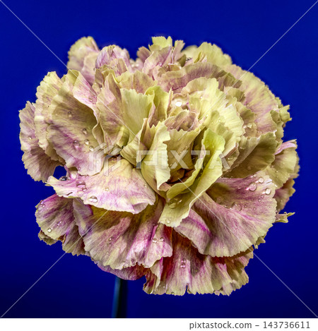 Variegated Purple And Yellow Carnation Flower On Blue Background Variegated Purple And Yellow Carnation Flower On Blue Background 143736611
