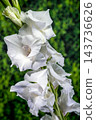 White Gladiolus Flower In Bloom Against Lush Green Background 143736626