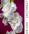 White Gladiolus Flower In Bloom Against Vibrant Magenta Background 143736627