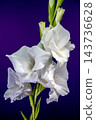 White Gladiolus Flower In Bloom Against Rich Purple Background 143736628