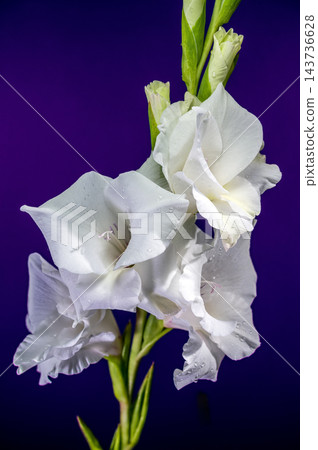 White Gladiolus Flower In Bloom Against Rich Purple Background White Gladiolus Flower In Bloom Against Rich Purple Background 143736628