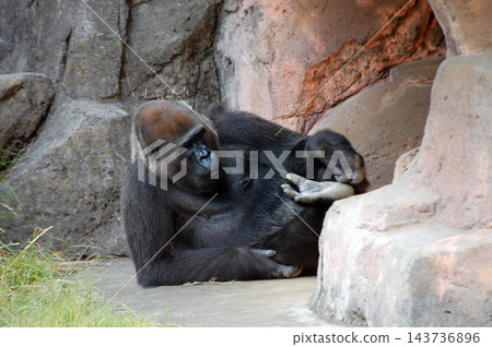 大猩猩盯著自己的腳底 ③ 大猩猩盯著自己的腳底 ③ 143736896