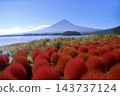 地膚植物和富士山 - 大石公園（山梨縣富士河口湖町） 143737124