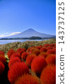 地膚植物和富士山 - 大石公園（山梨縣富士河口湖町） 143737125