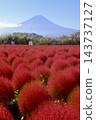 地膚植物和富士山 - 大石公園（山梨縣富士河口湖町） 143737127