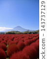 地膚植物和富士山 - 大石公園（山梨縣富士河口湖町） 143737129