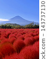 地膚植物和富士山 - 大石公園（山梨縣富士河口湖町） 143737130