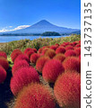 地膚植物和富士山 - 大石公園（山梨縣富士河口湖町） 143737135