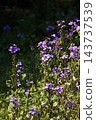 Spring March Purple lily of the valley flowers 143737539