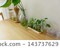 Houseplants and glass jars arranged along a wooden table indoors 143737629