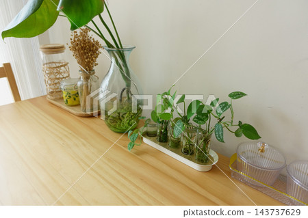 Houseplants and glass jars arranged along a wooden table indoors Houseplants and glass jars arranged along a wooden table indoors 143737629