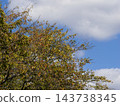 Cherry leaves beginning to turn red and a clear autumn sky. 143738345