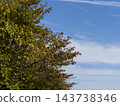 Cherry leaves beginning to turn red and a clear autumn sky. 143738346