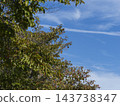 Cherry leaves beginning to turn red and a clear autumn sky. 143738347