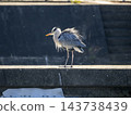 A grey heron in Inagawa brushes off dust from its body. 143738439