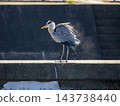 A grey heron in Inagawa brushes off dust from its body. 143738440